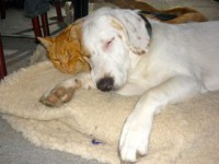 /album/verschiedenes/hunde-katz-2011-uso-web-jpg/